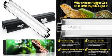 T5 Reptile Terrarium Hood Kit: 8W UVB Light & Bulb
