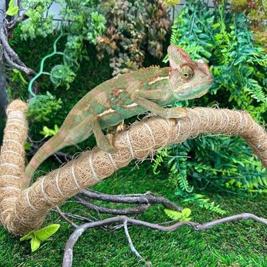 Natural Coir Reptile Vines: Bendy Branches for Climbing
