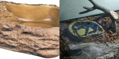 Exo Terra Large Reptile Water Dish (PT2803)