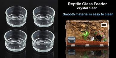 Reptile Feeding Bowls: Glass Dishes for Small Reptiles
