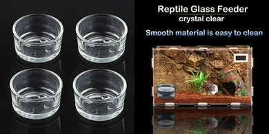 Reptile Feeding Bowls: Glass Dishes for Small Reptiles