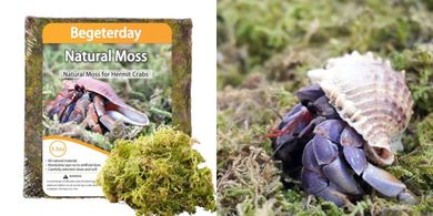 Natural Moss Habitat for Hermit Crabs (3.5 oz)
