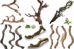 5 Best Curved Reptile Branches for Climbing