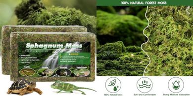 Premium Sphagnum Moss Reptile Bedding & Substrate
