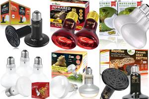 Top 5 Reptile Heat Lamps for Iguanas